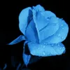 turquirose