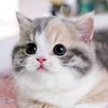 samaahmad651