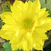 quyengoc_0606