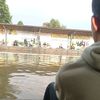 mancinggabut15