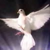 drigubebe