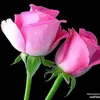 ruyashamal4