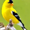 badrmsk2