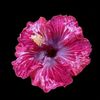 davona_444