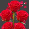 noyan.mone5