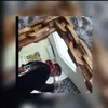 aleetaarant_