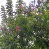 rose.ajahan.2