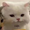 mahae_0608