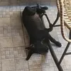 the.cpjj