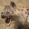 hyena_realno_ahyena_