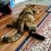 mana.ada886
