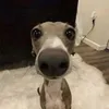 bupkub23