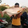 nandang