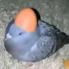 mr_fish834