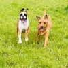 annasdogwalkingservices