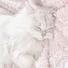 stargazer.melody