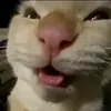 nyam_nyam_nyam_ny