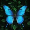 🦋 ݛﯠݛﯠ |𝚁𝙾𝚁𝙾🦋
