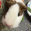 thedailypiggos2