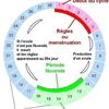 byennere4