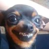 perrito_tutos81