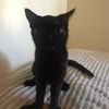 magical.dablooncat