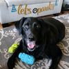 brodykellogg.blacklab