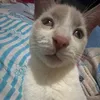 lylwuu