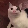 alip._.jpg