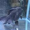 oranda_1083