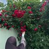 a1ievva_17