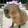 drewzxuniverse