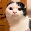 thomas_4295