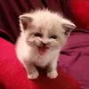renuumblclu