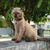 pokchen_3179