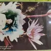 2601hongngat