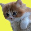 oyenkitty2006