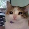 catface1277