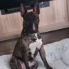 rudedog10