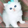 user54mrhoxfov