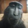 that_one_monkeyy