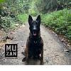 muzan_the_island_dog