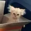nochispoteasvv