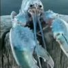 bluelobtameme