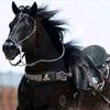zarar..hanfi