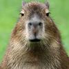 capybara0116753