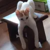 pau_llobi