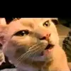 miaaaaaaa.h