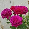 mariamagdalena3234