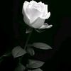 sarwaryhashmi1